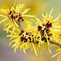 Witch Hazel Extract